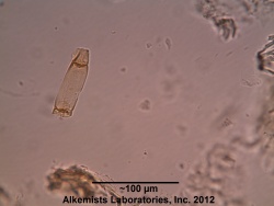 Dandelion Root-1 Alkemist Laboratories.jpg