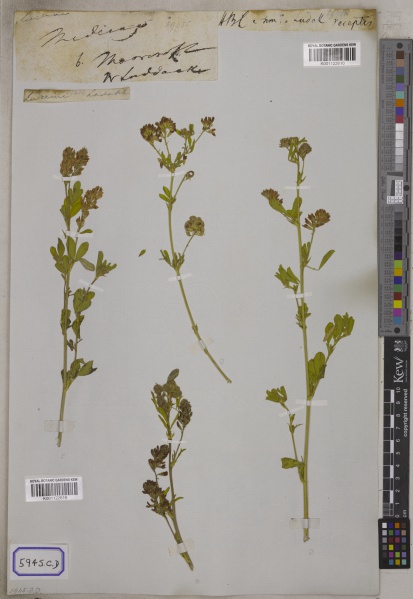File:Medicago sativa Kew barcode=K001122610 708349.jpg