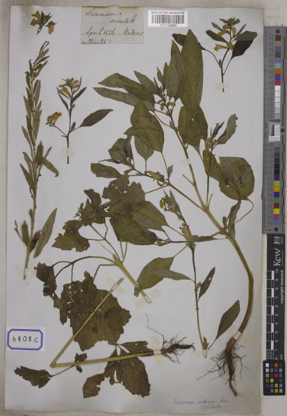 File:Sesamum indicum Kew barcode=K001123820 697906.jpg