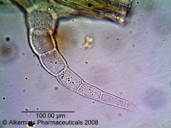 Stevia rebaudiana - Alkemist Laboratories.jpg