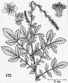 Agrimonia eupatoria Tropicos 83225.jpg