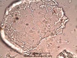 Uva Ursi - Alkemist Laboratories.jpg