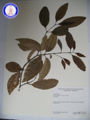 Cinnamomum verum AW17807JD1 A0075.jpg