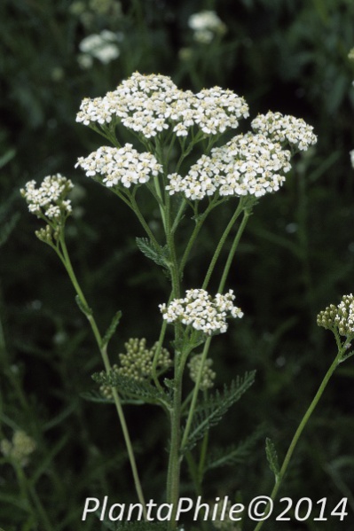 File:PlantaPhile - 024.jpg