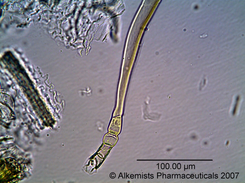 File:Chamaemelum nobile-1 - Alkemist Laboratories.jpg