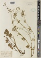 Apium graveolens Kew imageBarcode=K001091169 675319.jpg