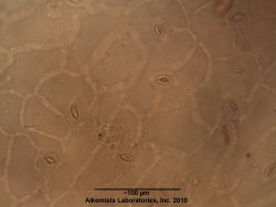 Plantago lanceolata - Alkemist Laboratories.jpg