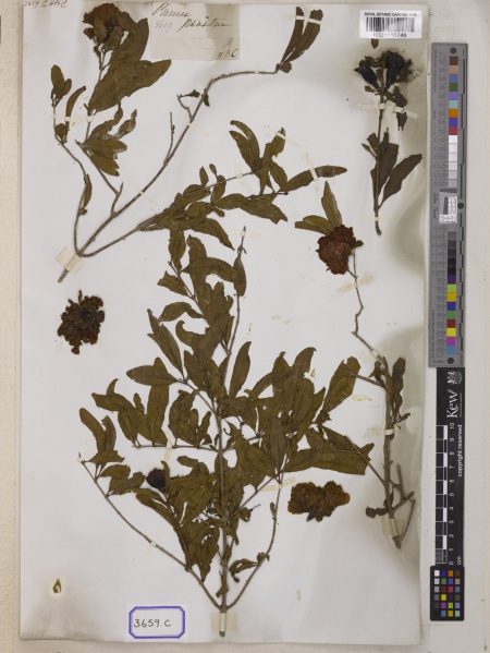 File:Punica granatum Kew barcode=K001110746 679545.jpg