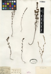 Euphrasia officinalis Tropicos 100285389.jpg