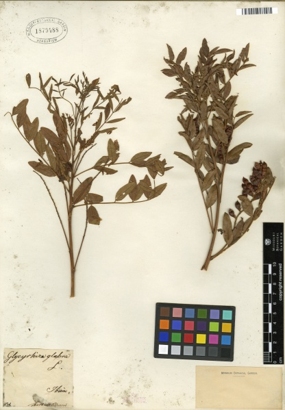 File:Glycyrrhiza glabra Tropicos 100253567.jpg