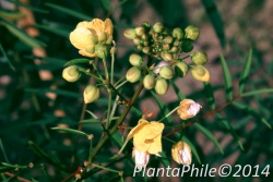 PlantaPhile - 567.jpg