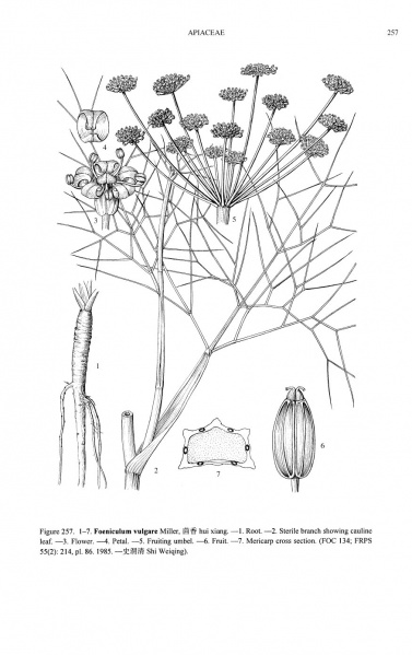 File:Foeniculum vulgare Tropicos 72972.jpg