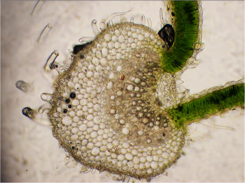 File:Cannabis sativa - OleMiss - Transverse section leaflet.png