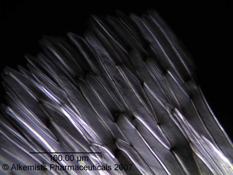 File:Chamaemelum nobile - Alkemist Laboratories.jpg