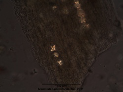 Passiflora incarnata-2 - Alkemist Laboratories.jpg