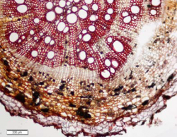 Withania somnifera - NR - Root TS.png