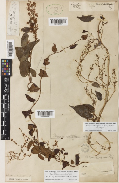 File:Reynoutria multiflora Kew barcode=K000820857 419154.jpg
