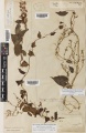 Thumbnail for version as of 13:20, 26 May 2015
