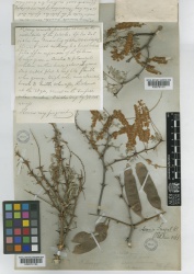 Acacia senegal Kew imageBarcode=K000791161 369476.jpg