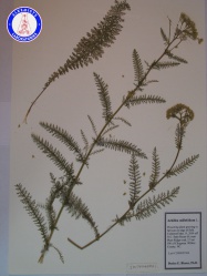 Achillea millefolium IG17404BMX1 A0001.jpg