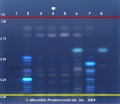 Angelica dahurica - Alkemists Laboratories.jpg