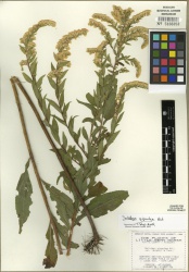 Solidago gigantea Tropicos 89552.jpg