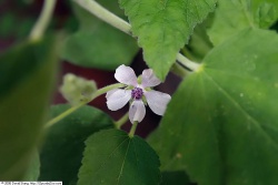 Althaea officinalis Tropicos 1000107287.jpg