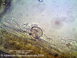 Stevia rebaudiana-1 - Alkemist Laboratories.jpg