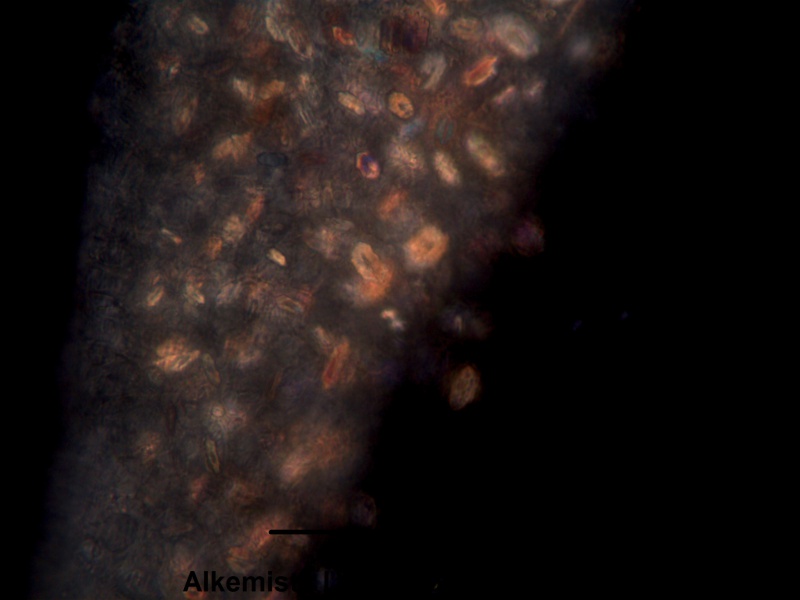 File:Milk Thistle Alkemist Laboratories.jpg