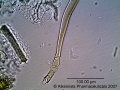 Thumbnail for version as of 15:52, 14 January 2014