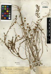 Linum usitatissimum Tropicos 100268894.jpg