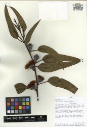 Eucalyptus globulus Tropicos 100000837.jpg