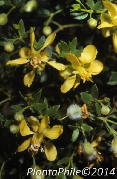 File:PlantaPhile - 3137.jpg