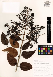 Ligustrum lucidum Tropicos 77653 (S).jpg