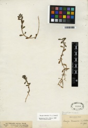 Bacopa monnieri Tropicos 100184367.jpg