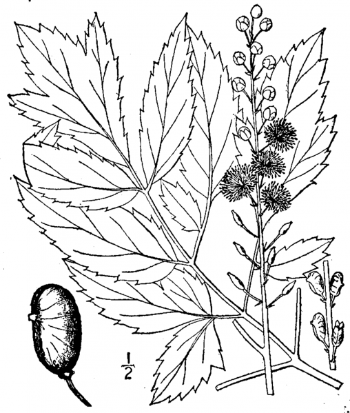 File:Actaea racemosa - usda - cira 001 pvd.png