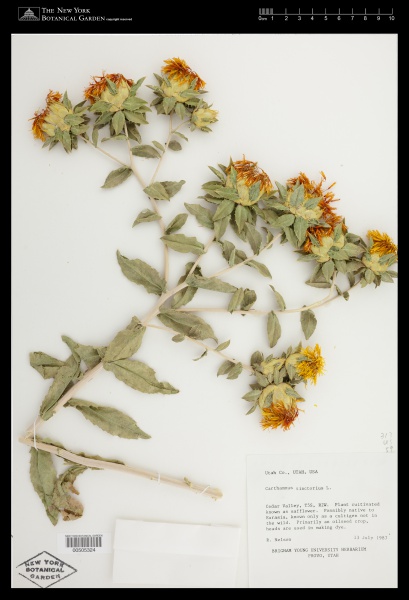 File:Carthamus tinctorius L. - Starr - 00505324.jpg