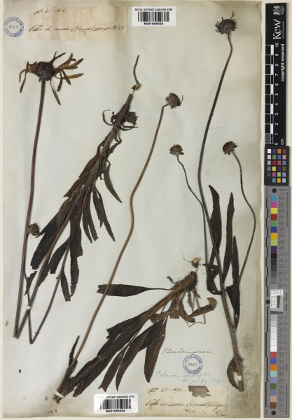 File:Echinacea angustifolia Kew imageBarcode=K001065959 669580.jpg