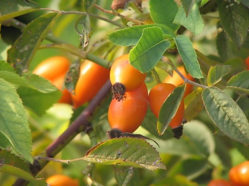 File:Rosa canina Tropicos 100119642.jpg