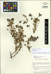 Viola tricolor Tropicos 100000826 (S).jpg