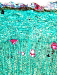 Withania somnifera - NR - Thick Root TS.png
