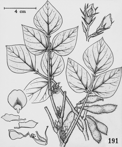 File:Glycine max Tropicos 83265.jpg