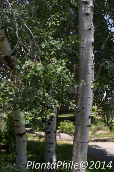File:PlantaPhile - 3139.jpg