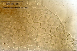 Passiflora incarnata-4 - Alkemist Laboratories.jpg