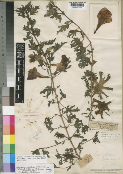 File:Harpagophytum procumbens subsp. procumbens Kew imageBarcode=K000057763 198923.jpg