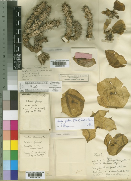 File:Hoodia gordonii Kew imageBarcode=K000306196 42090.jpg