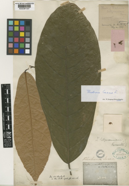 File:Theobroma cacao Kew barcode=K000381047 225205.jpg