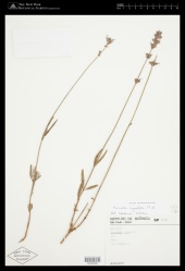 Lavandula angustifolia Mill. - Starr - 02350300.jpg