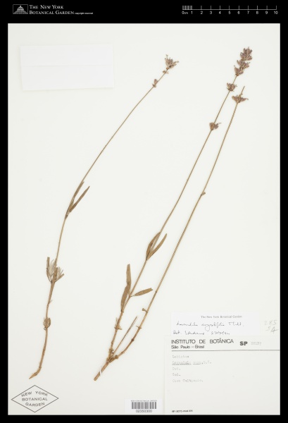 File:Lavandula angustifolia Mill. - Starr - 02350300.jpg