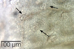 Tanacetum-2 - Alkemist Laboratories.jpg